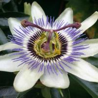 Fiore della passione, Passiflora caerulea