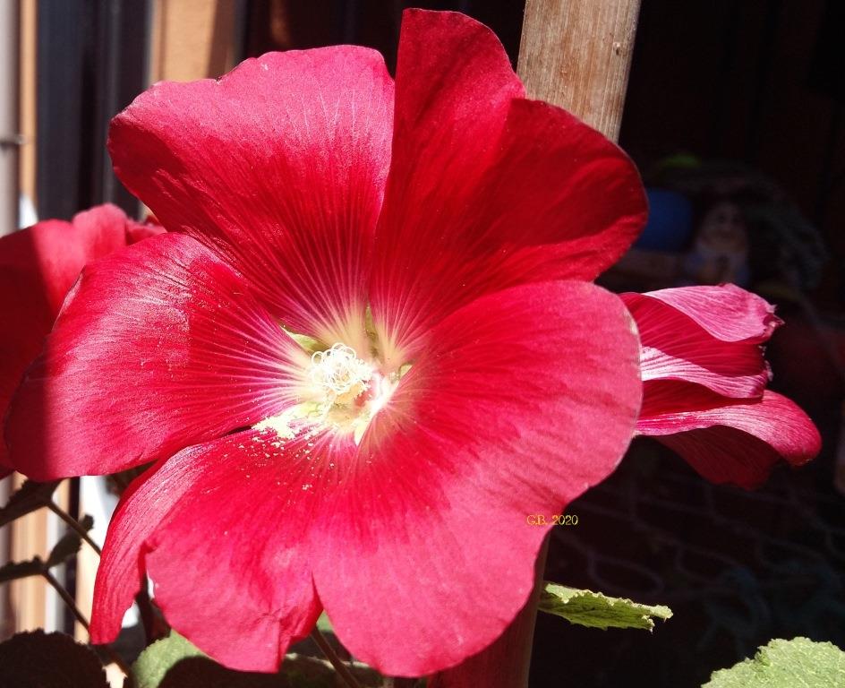 Figura 2: Malvarosa con fiori rosso brillante conosciuta anche con il nome Alcea rosea “Mars Magic” (Fonte: foto dell’autore, 2020)