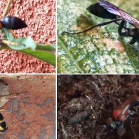 Alcune specie di vespe muratrici