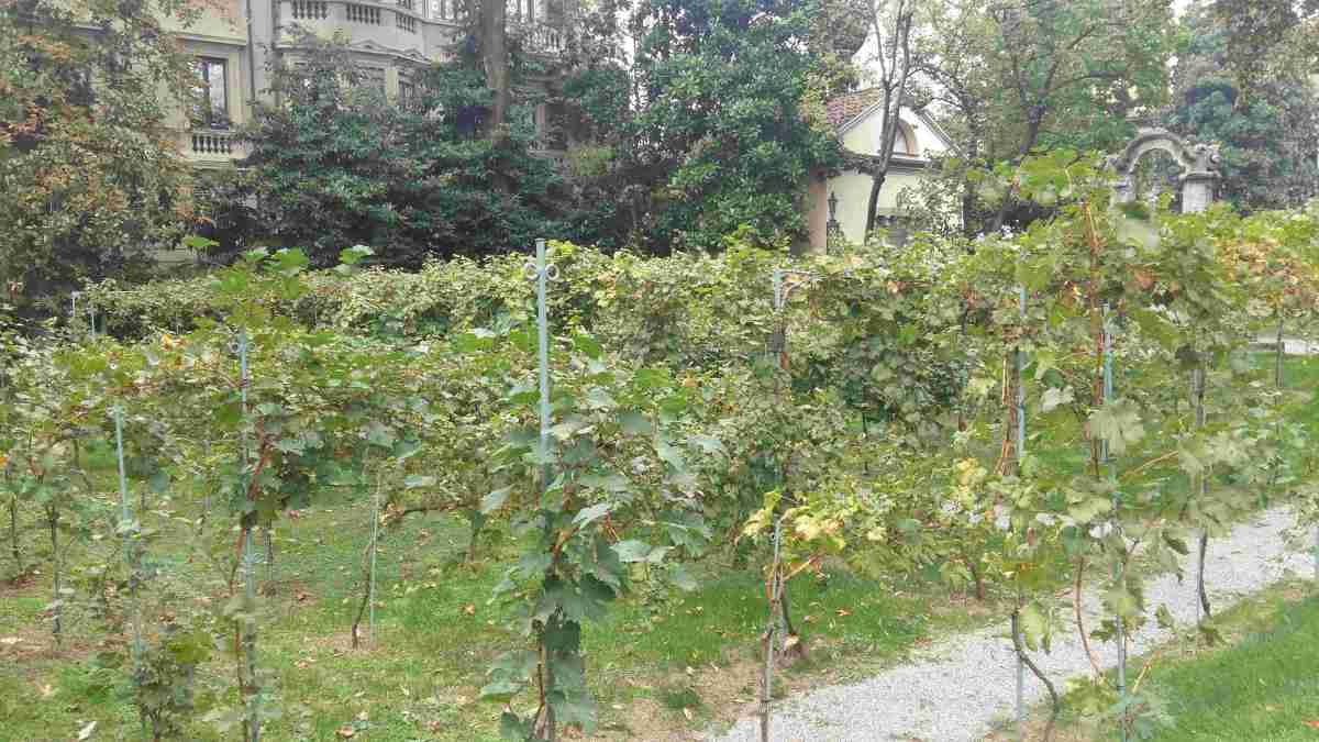 La Vigna di Leonardo nel Giardino di Casa degli Atellani